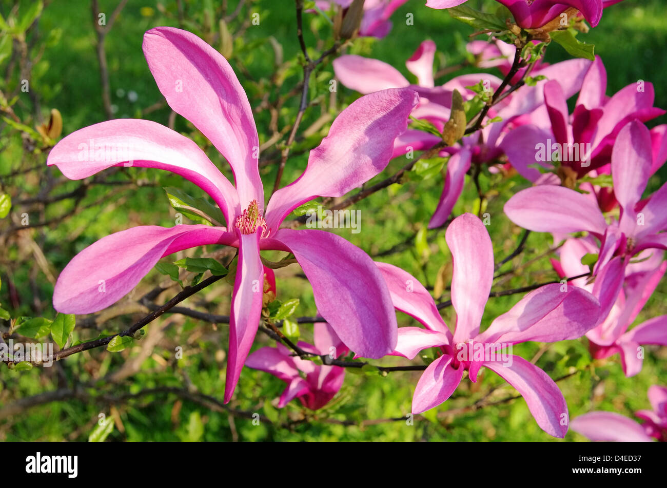 Magnolie - magnolia 22 Foto Stock