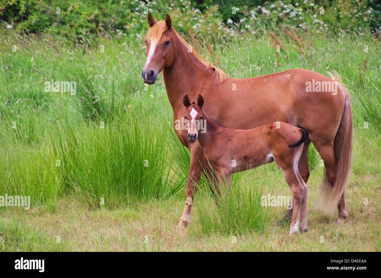 Pferd - cavallo 09 Foto Stock