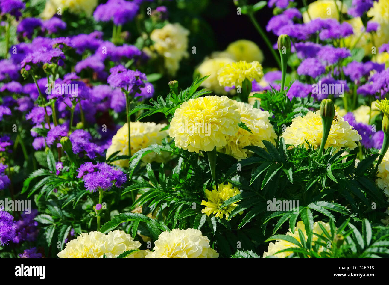 Tagetes 26 Foto Stock