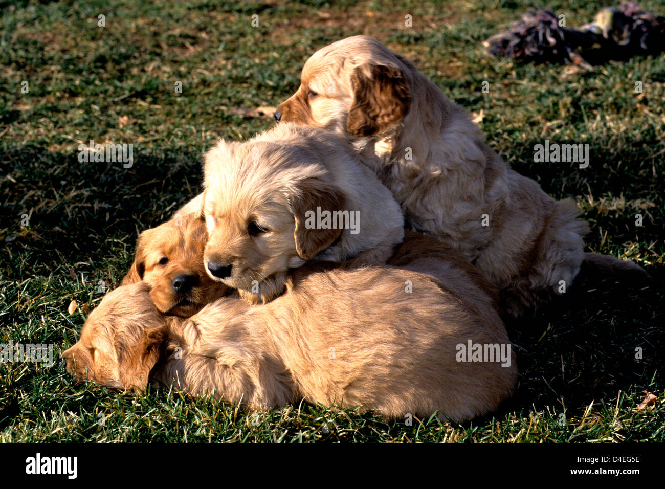 Pila di Sleepy a 6 settimane vecchio golden retriever cuccioli Foto Stock