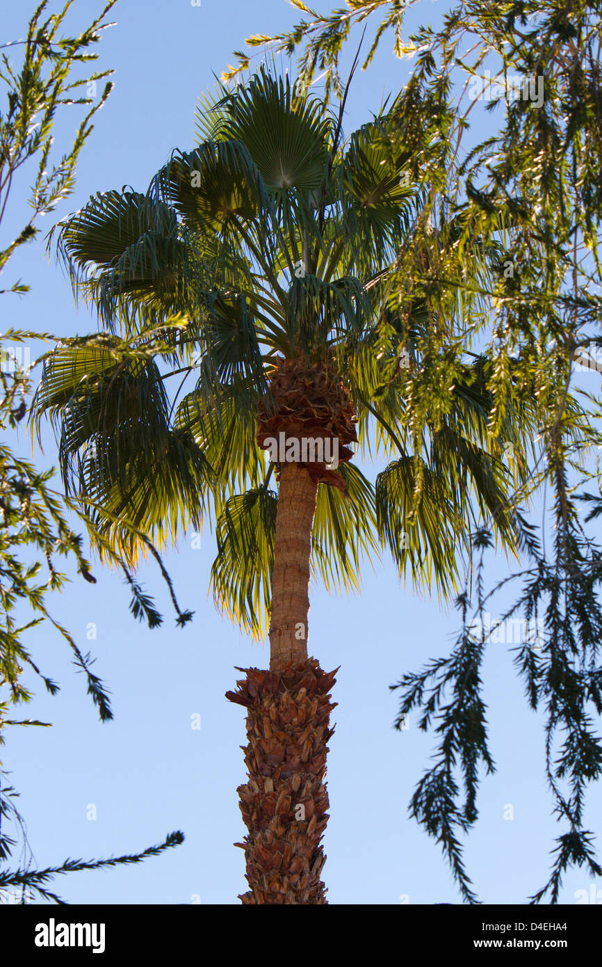 Data la struttura Palm Tree (Arecaceae) retro-illuminato dal sole in Rancho Mirage, Riverside County, California, Stati Uniti d'America nel gennaio Foto Stock