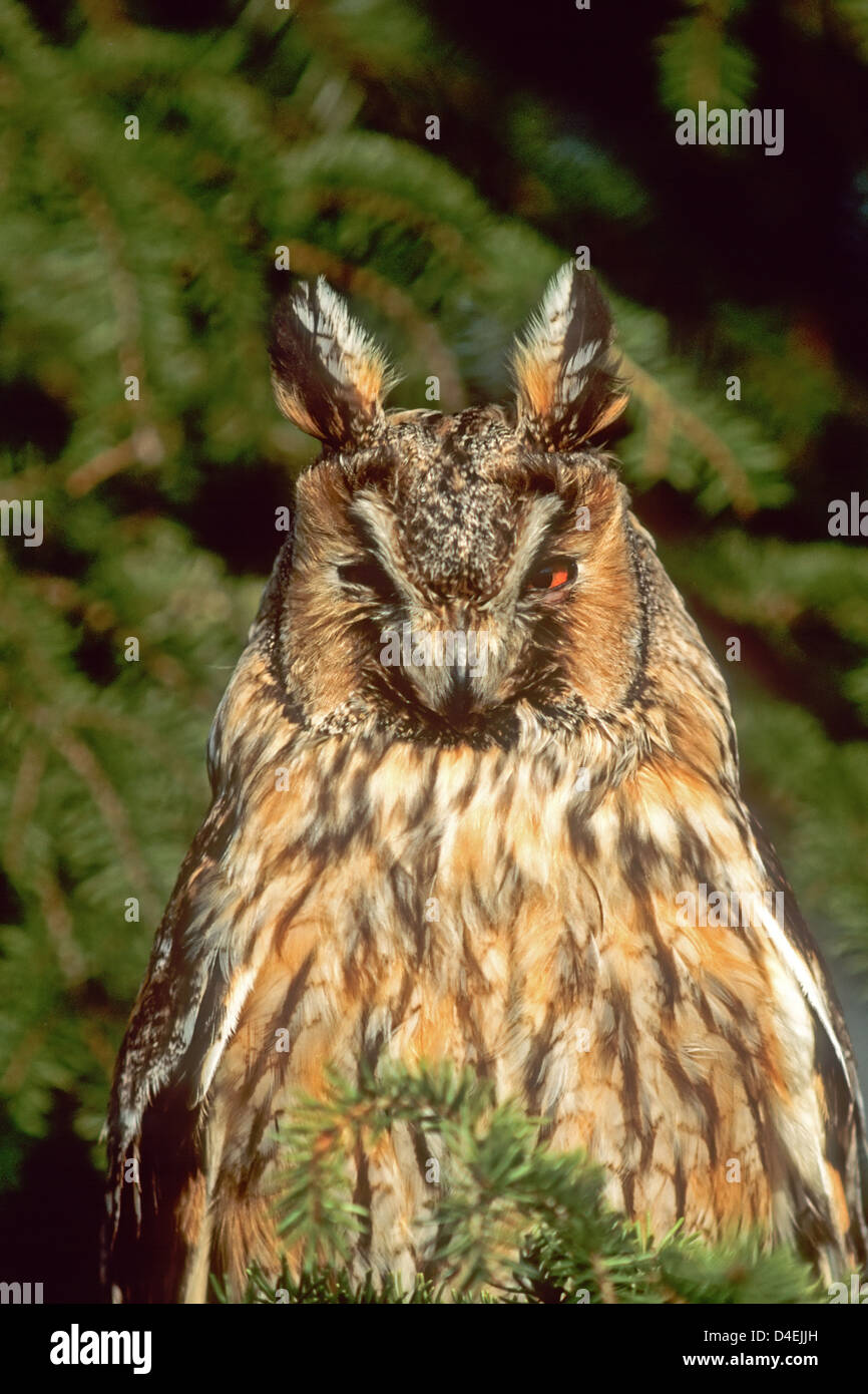 Waldohreule (Asio otus) Gufo comune • Ostalbkreis, Baden-Württemberg, Deutschland, Germania Foto Stock