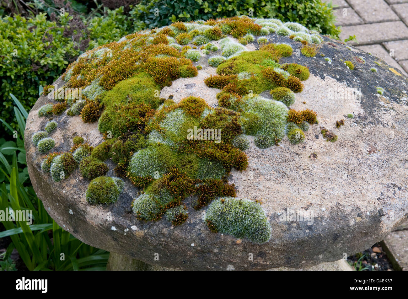 Staddle pietra utilizzata come in ornamentali giardino originariamente utilizzato per sollevare il fieno etc fuori terra per proteggere pesti umido come ratti. Foto Stock