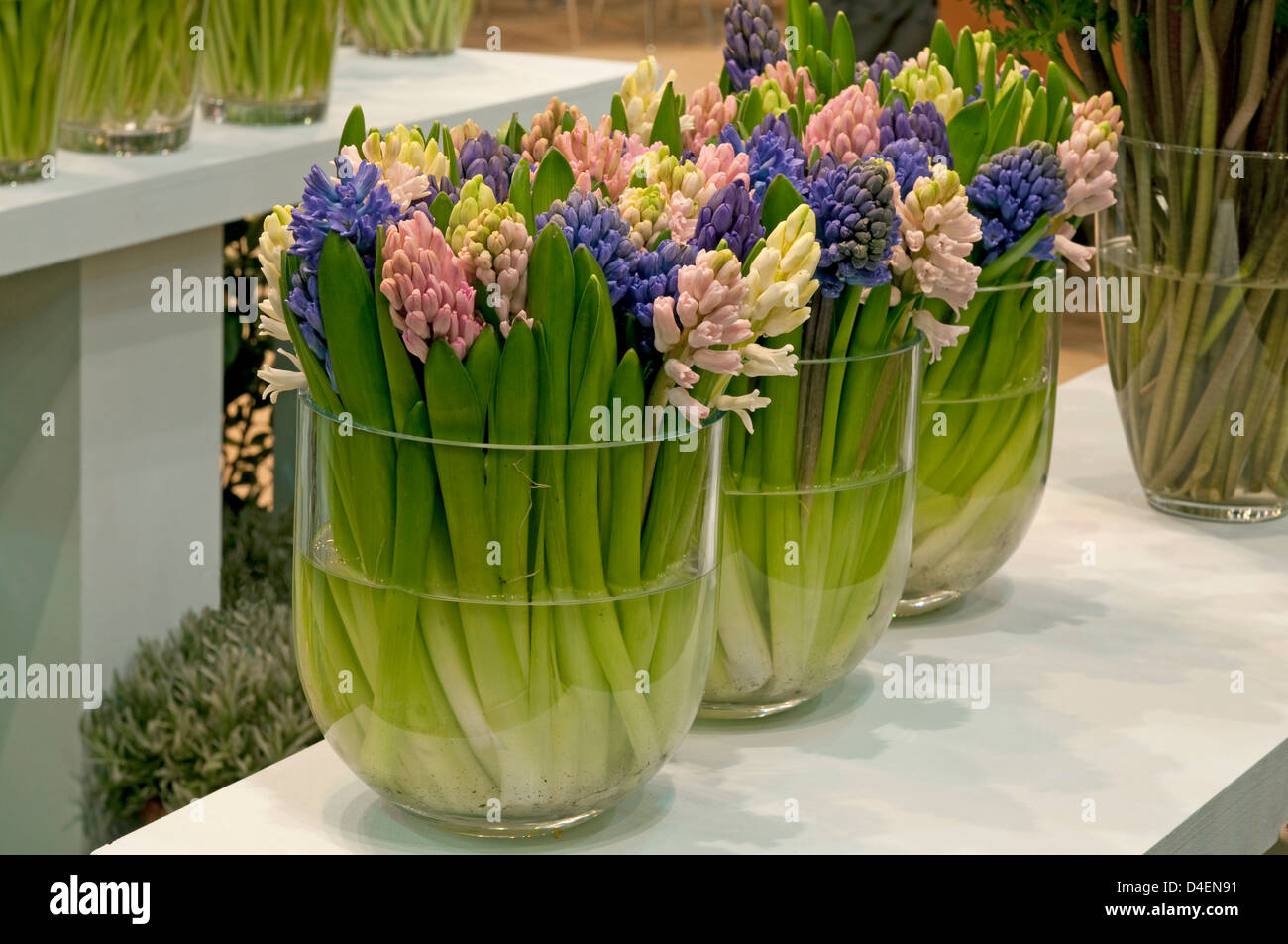 Hyacinthus come fiori recisi, vasi in vetro che mostra nasce come una funzione Foto Stock