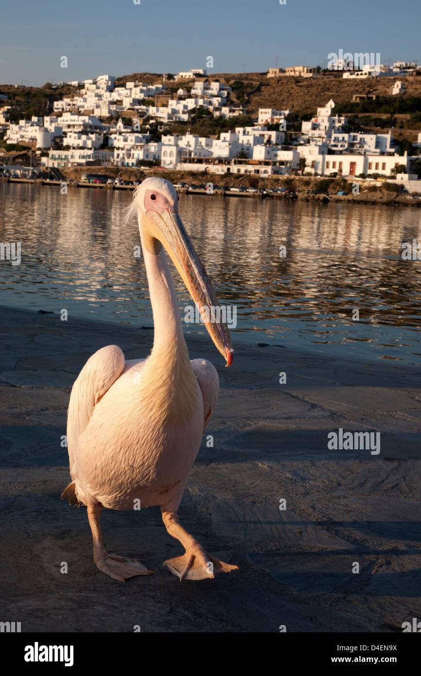 Petros, un Pelican bianco (Pelecanus onocrotalus), la mascotte ufficiale di Mykonos, camminando lungo il lungomare al porto di Chora nelle isole greche Foto Stock