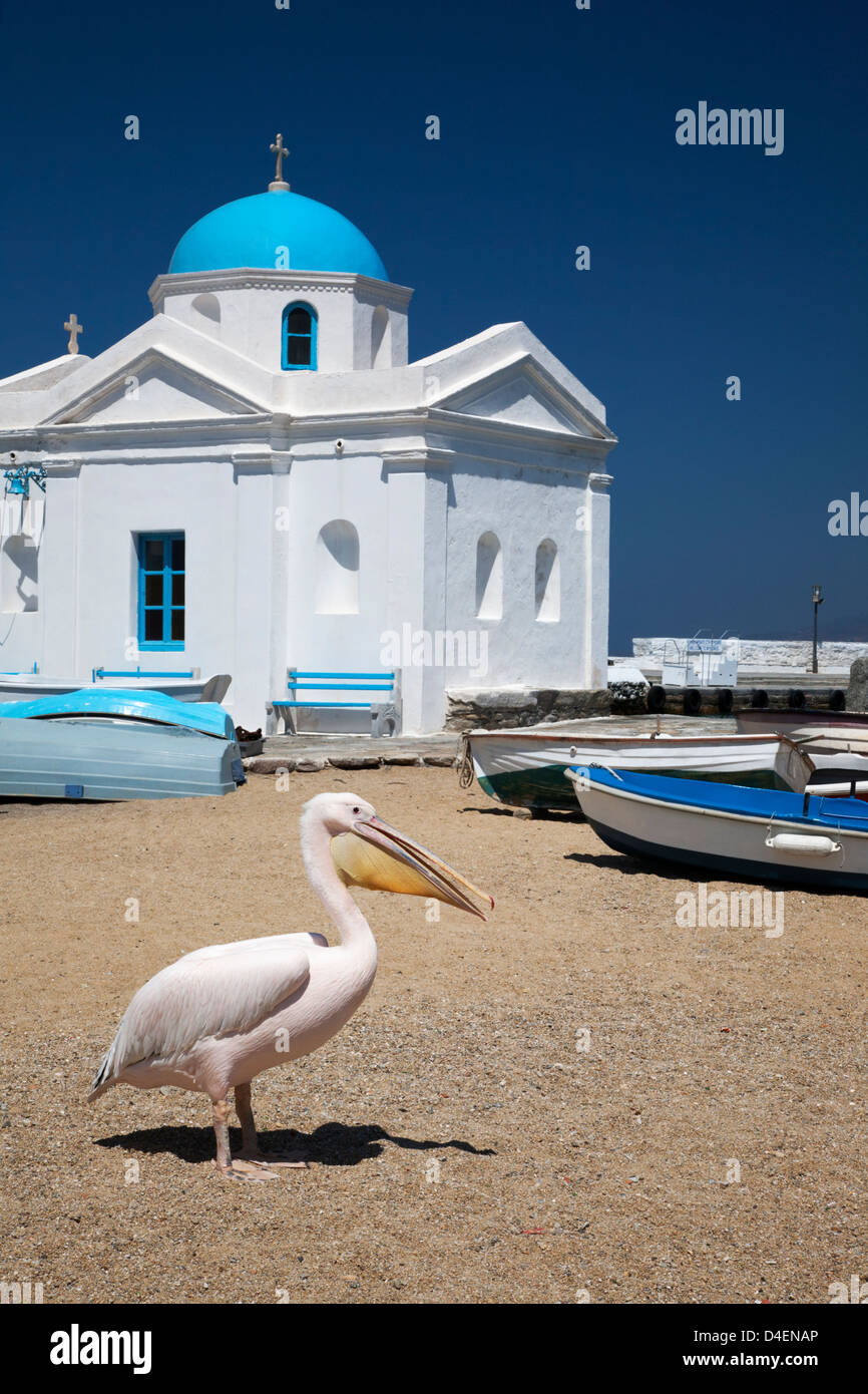Petros un Pelican bianco è la mascotte della città di Mykonos, sulla spiaggia accanto alla pittoresca chiesa Agios Nikolaos a cupola blu a Chora, Grecia Foto Stock