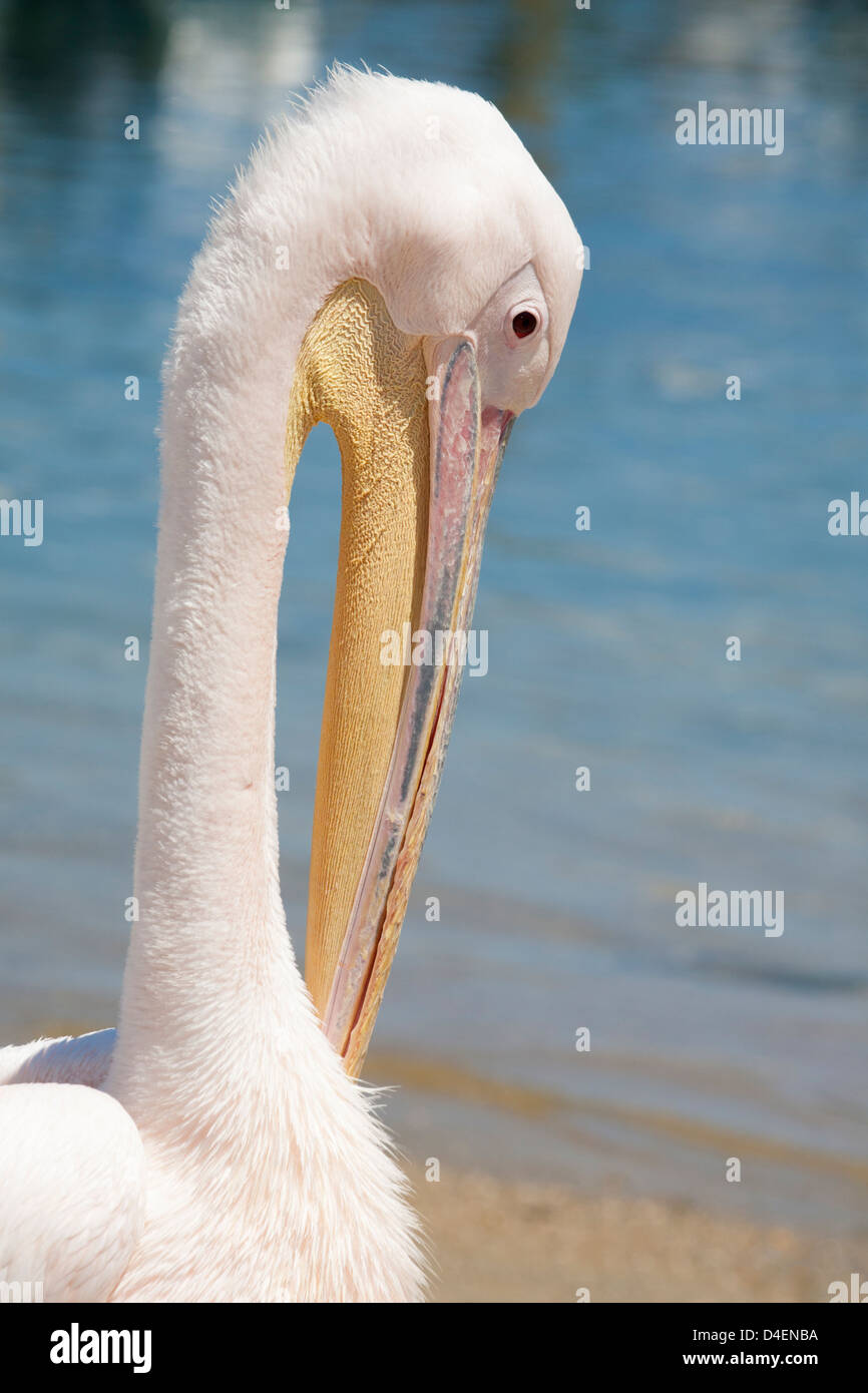 Petros, un grande pellicano bianco (Pelecanus onocrotalus), la mascotte di Mykonos, sulla spiaggia delle isole greche Foto Stock