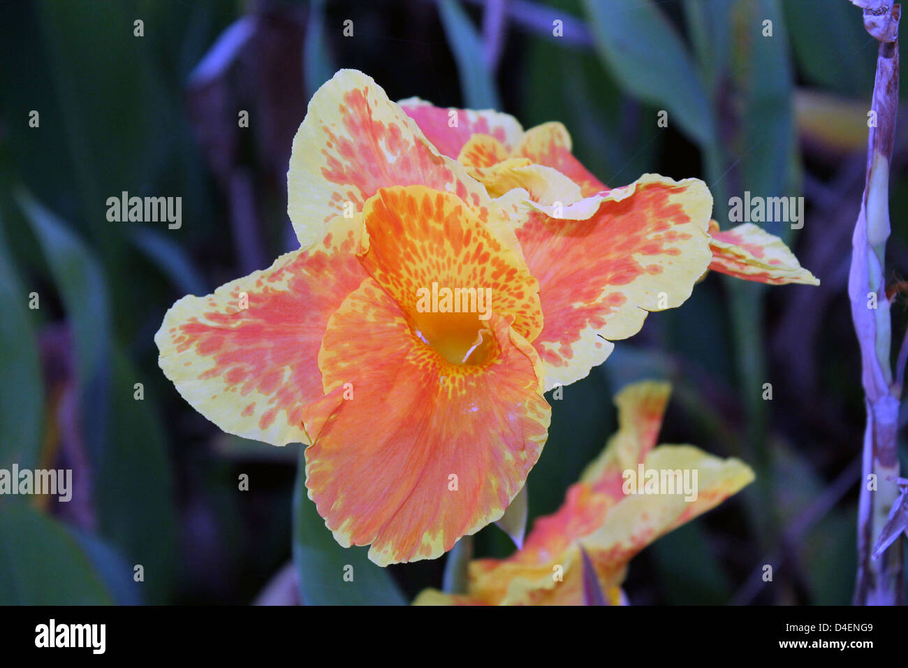 Canna fiore di giglio Foto Stock