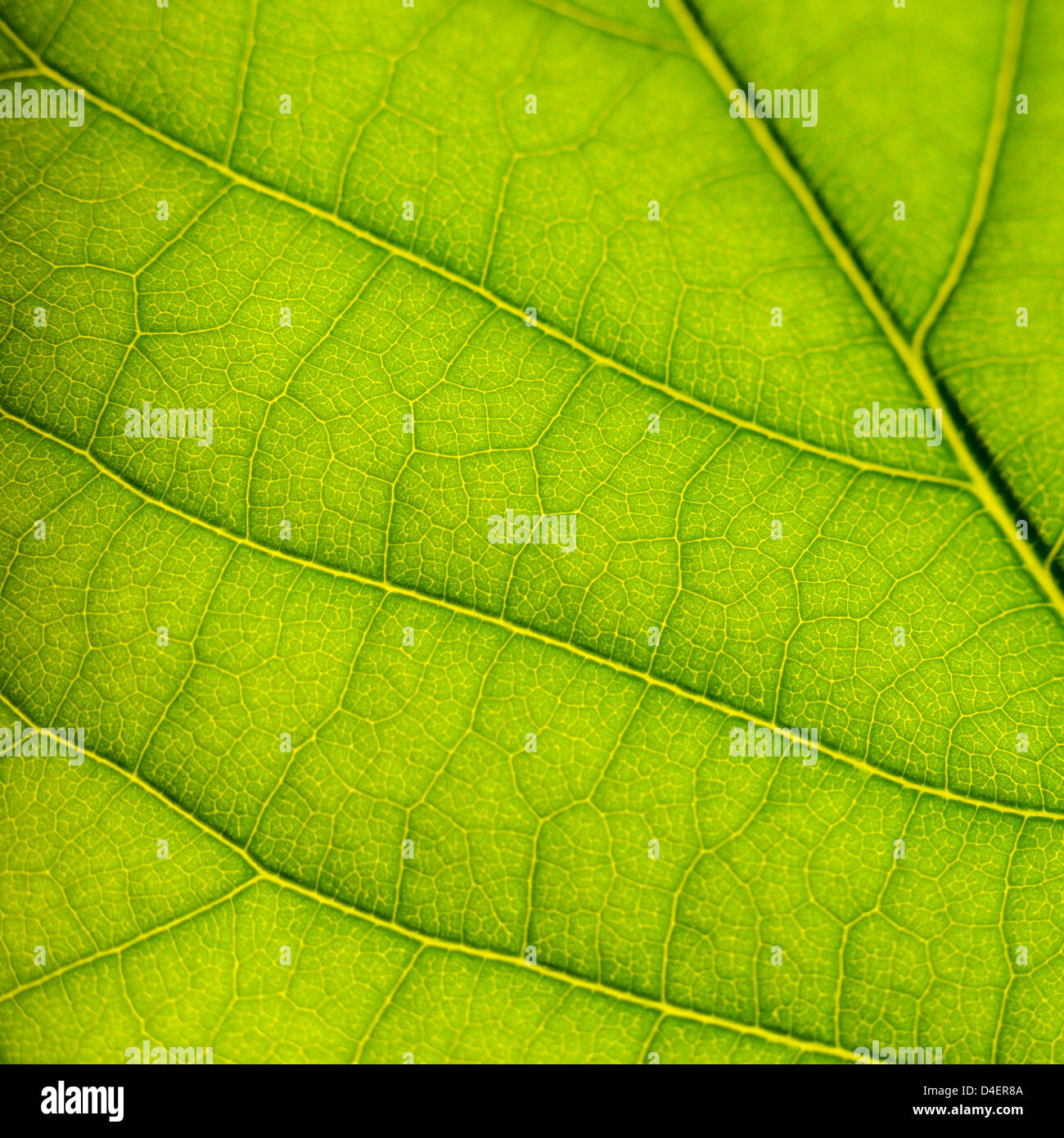 Foglia verde texture di superficie macro closeup photo Foto Stock
