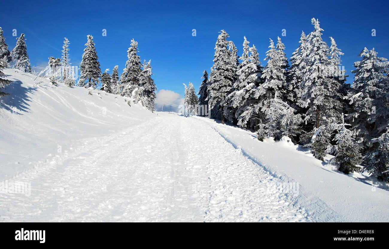 Coperta di neve strada con alberi intorno e cielo chiaro su Lysa Hora hill in Moravskoslezske Beskydy mountains nella Repubblica Ceca durante la bella giornata invernale Foto Stock