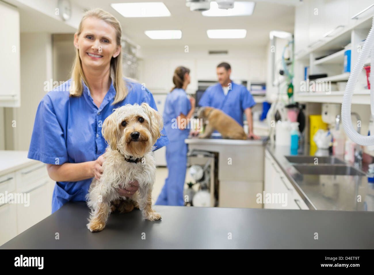 Veterinario sorridente con il cane nella vet chirurgia dell Foto Stock