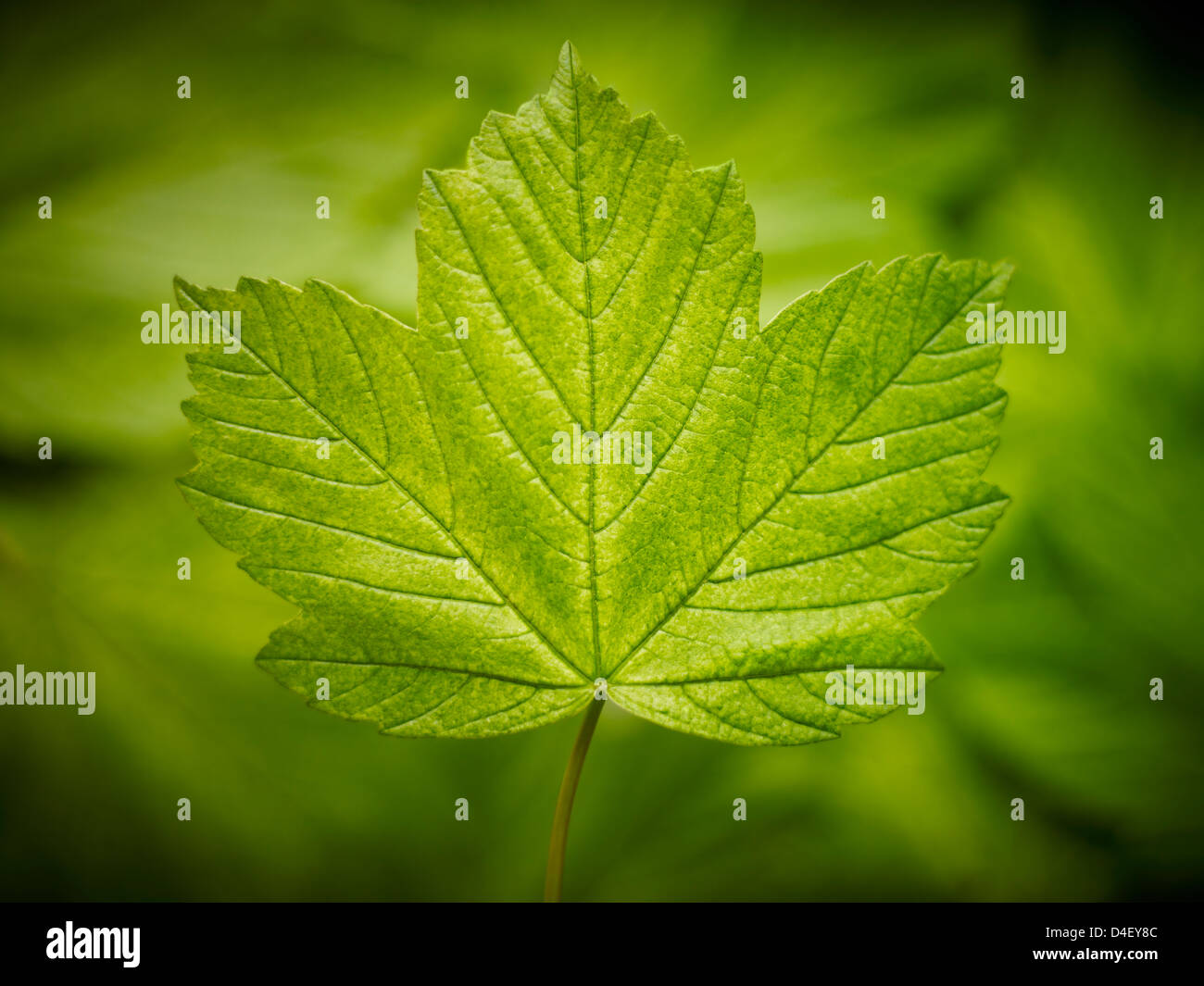 Close up di foglia verde Foto Stock