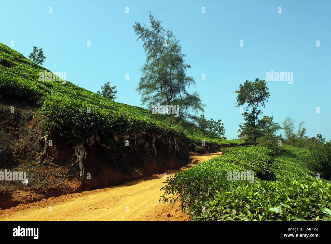 La piantagione di tè in Wayanad India del Sud Foto Stock