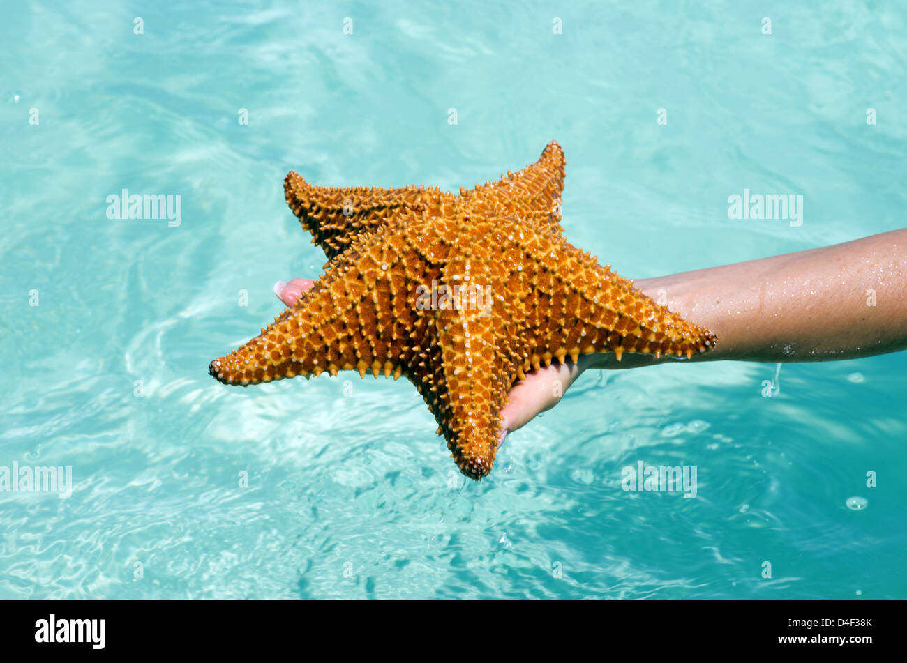 Starfish in mano in mare Foto Stock