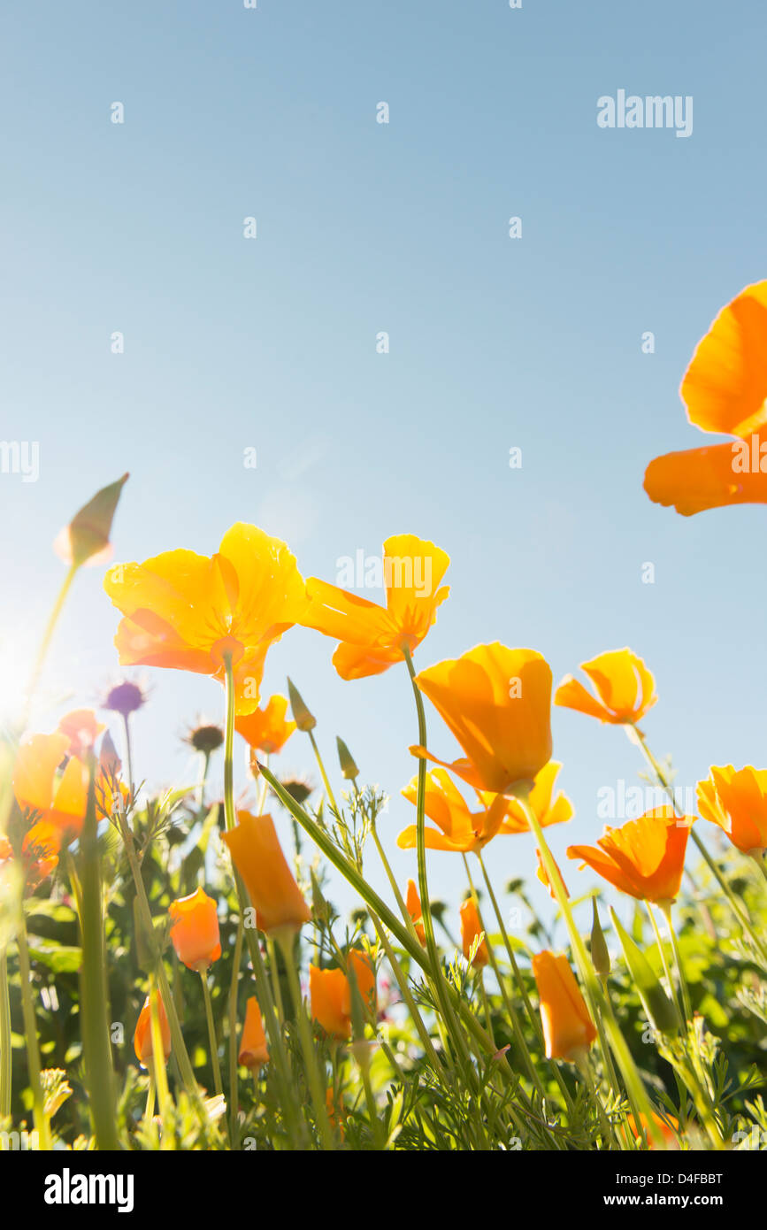 Bella estate scena con ingrandimento di fiori in presenza di luce solare che cresce in giardino Foto Stock