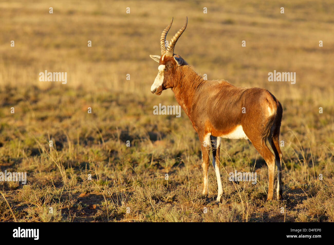 Il blesbok o blesbuck (Damaliscus pygargus phillipsi) è un antilope endemica in Sud Africa. Esso ha un carattere distintivo bianco di fronte. Foto Stock