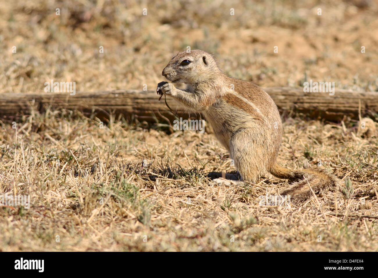 Il suolo scoiattolo (Xerus inauris) si trova nella maggior parte dell'essiccatore parti dell Africa meridionale. Foto Stock