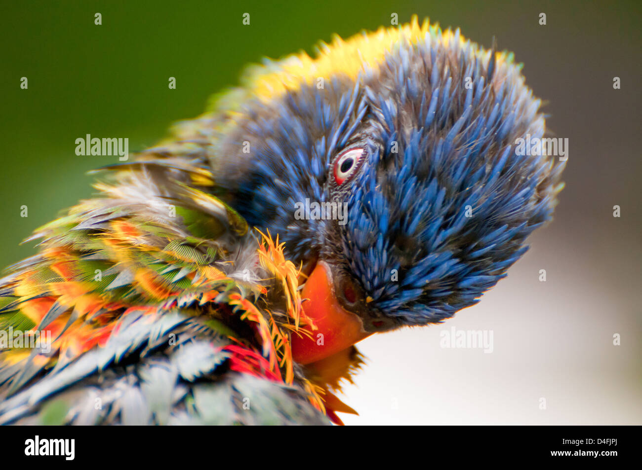 Parrot grooming piume colorate Foto Stock