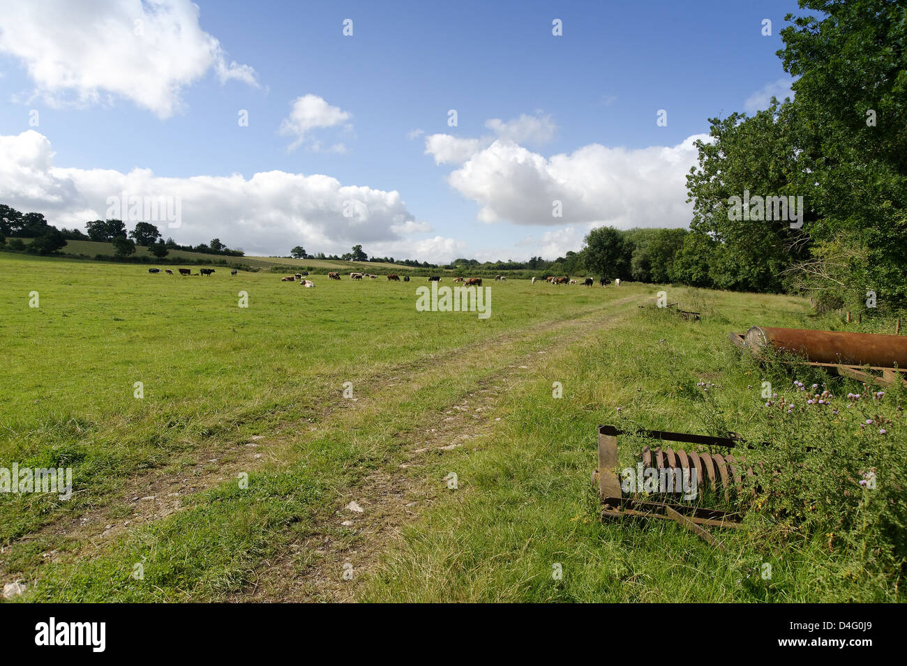 Campo via, vacche e vecchi macchinari agricoli, REGNO UNITO Foto Stock