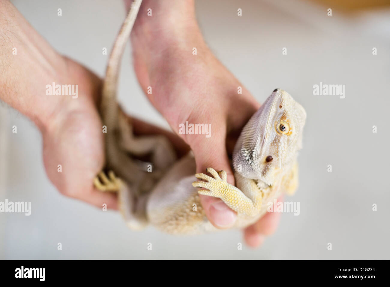 Close up vet holding lizard Foto Stock
