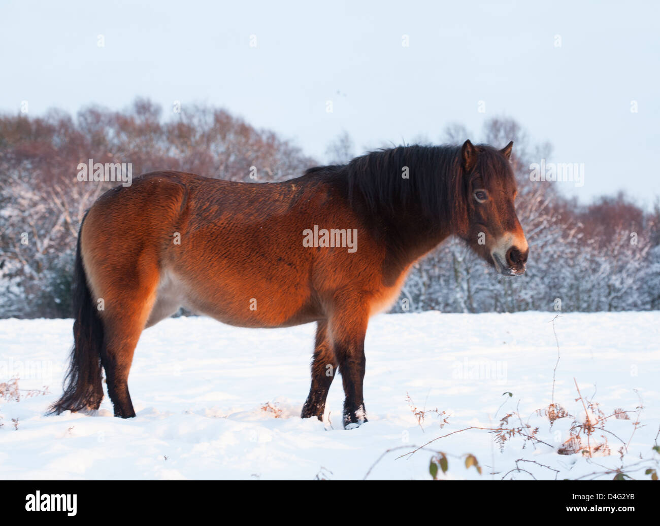 Exmoor Pony in un snowy Sutton Park al tramonto, Sutton Coldfield, West Midlands. Foto Stock