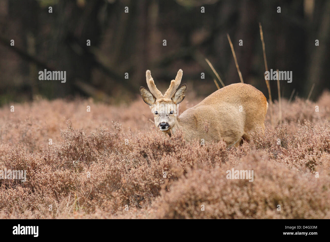 Il Roe Deer buck in cappotto invernale con corna di velluto Foto Stock