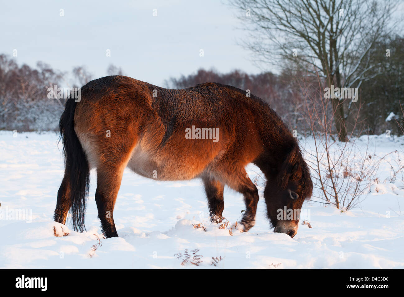 Exmoor Pony in un snowy Sutton Park al tramonto, Sutton Coldfield, West Midlands. Foto Stock