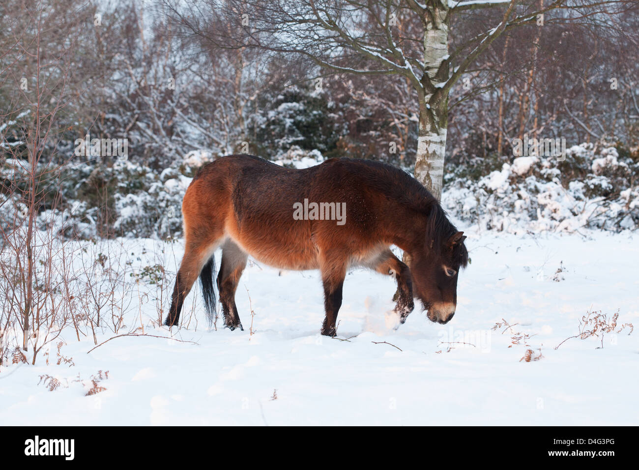 Exmoor Pony in un snowy Sutton Park al tramonto, Sutton Coldfield, West Midlands. Foto Stock