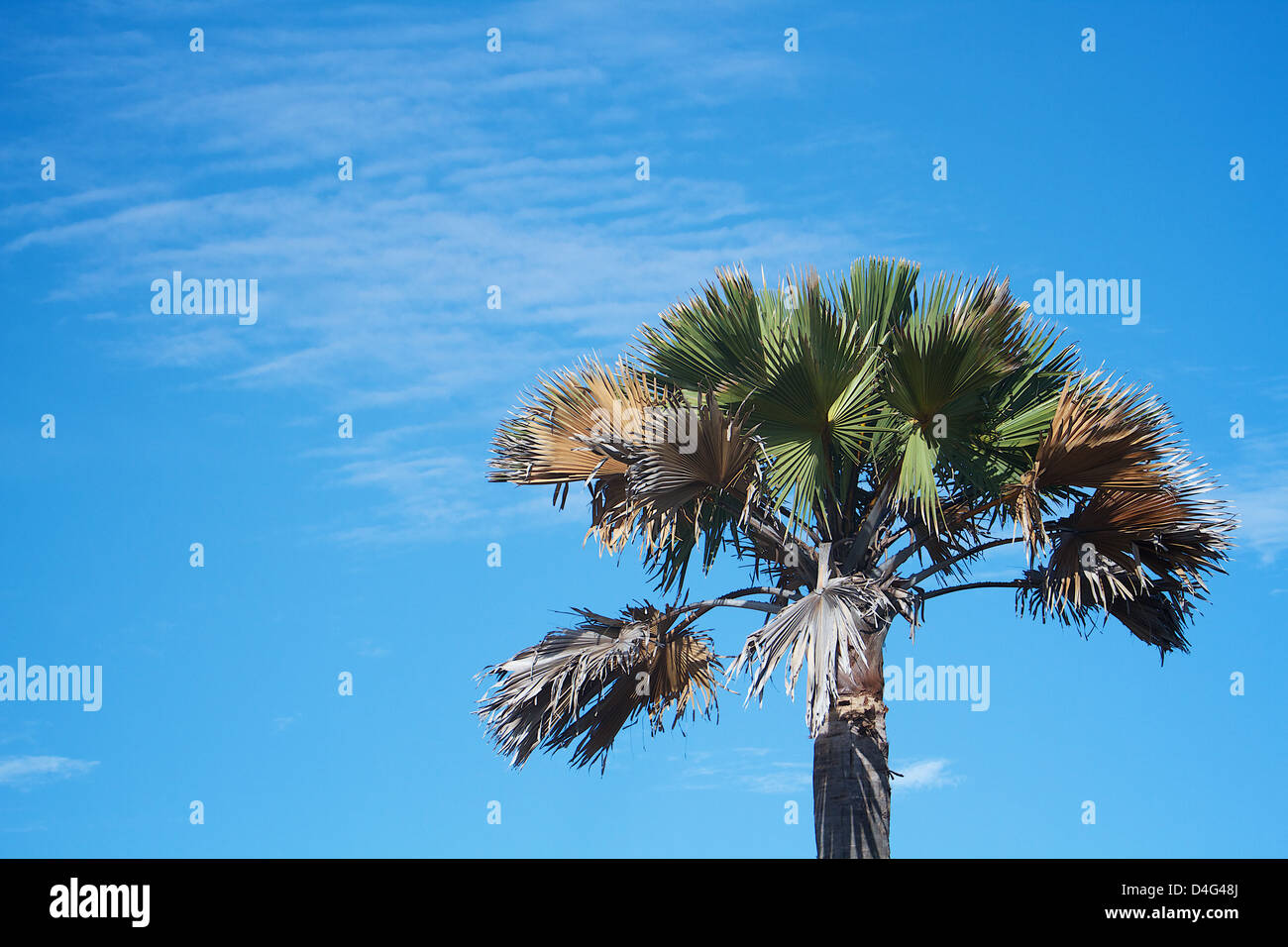Palm tree Africa contro il cielo blu Foto Stock