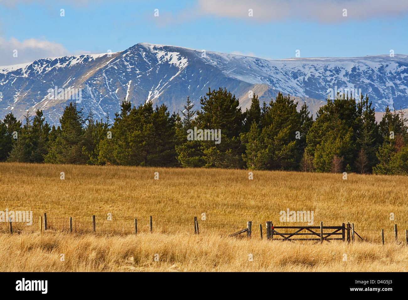 Innevate montagne rocciose si trova dietro gli alberi di pelliccia con il campo o la prairie davanti Foto Stock