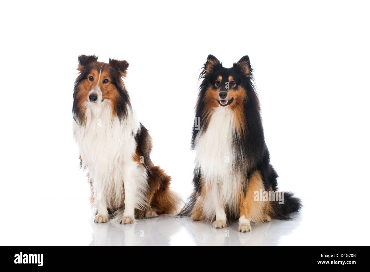 Shetland sheepdog isolato su bianco Foto Stock