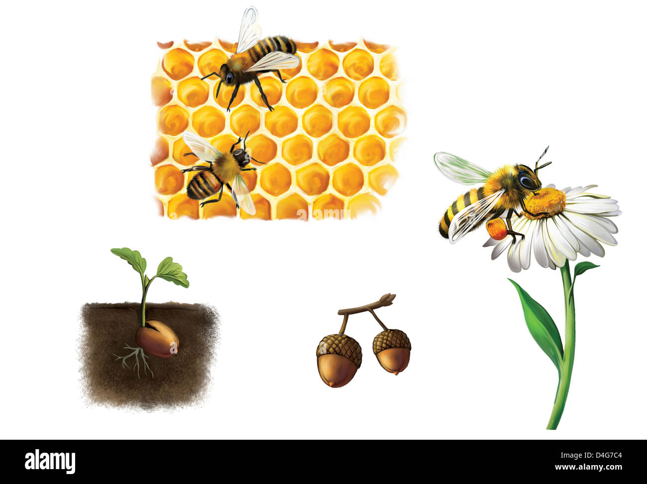 Ape su cella, le api ed il miele, bumblebee Foto Stock