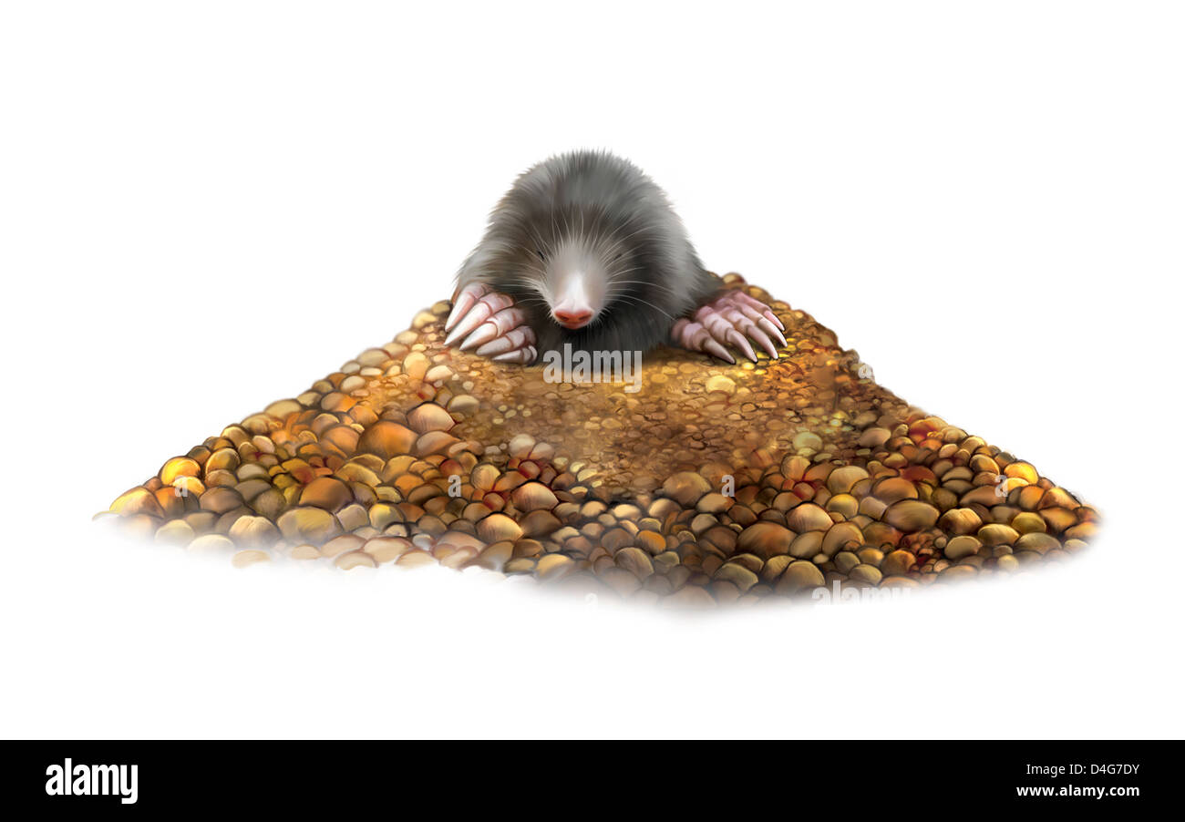 Mole di animale in molehill mostrando artigli Foto Stock