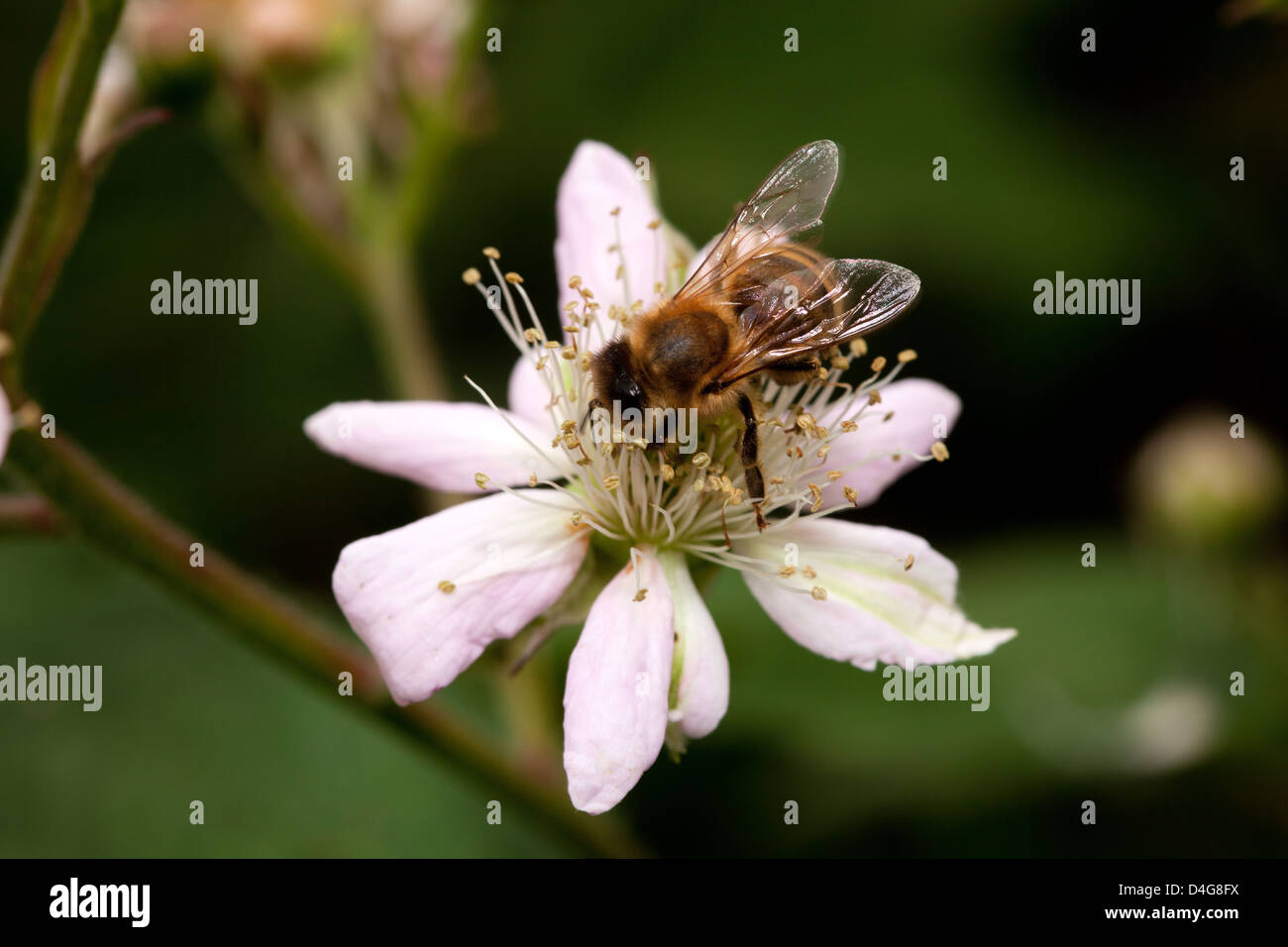 Il miele delle api raccoglie nettare dei fiori, primo piano del fiore di blackberry Foto Stock