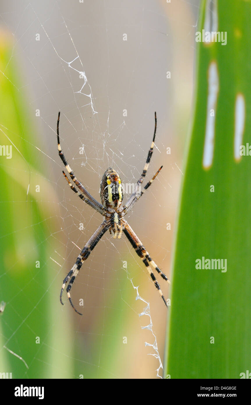 Wasp Spider nel suo web Foto Stock