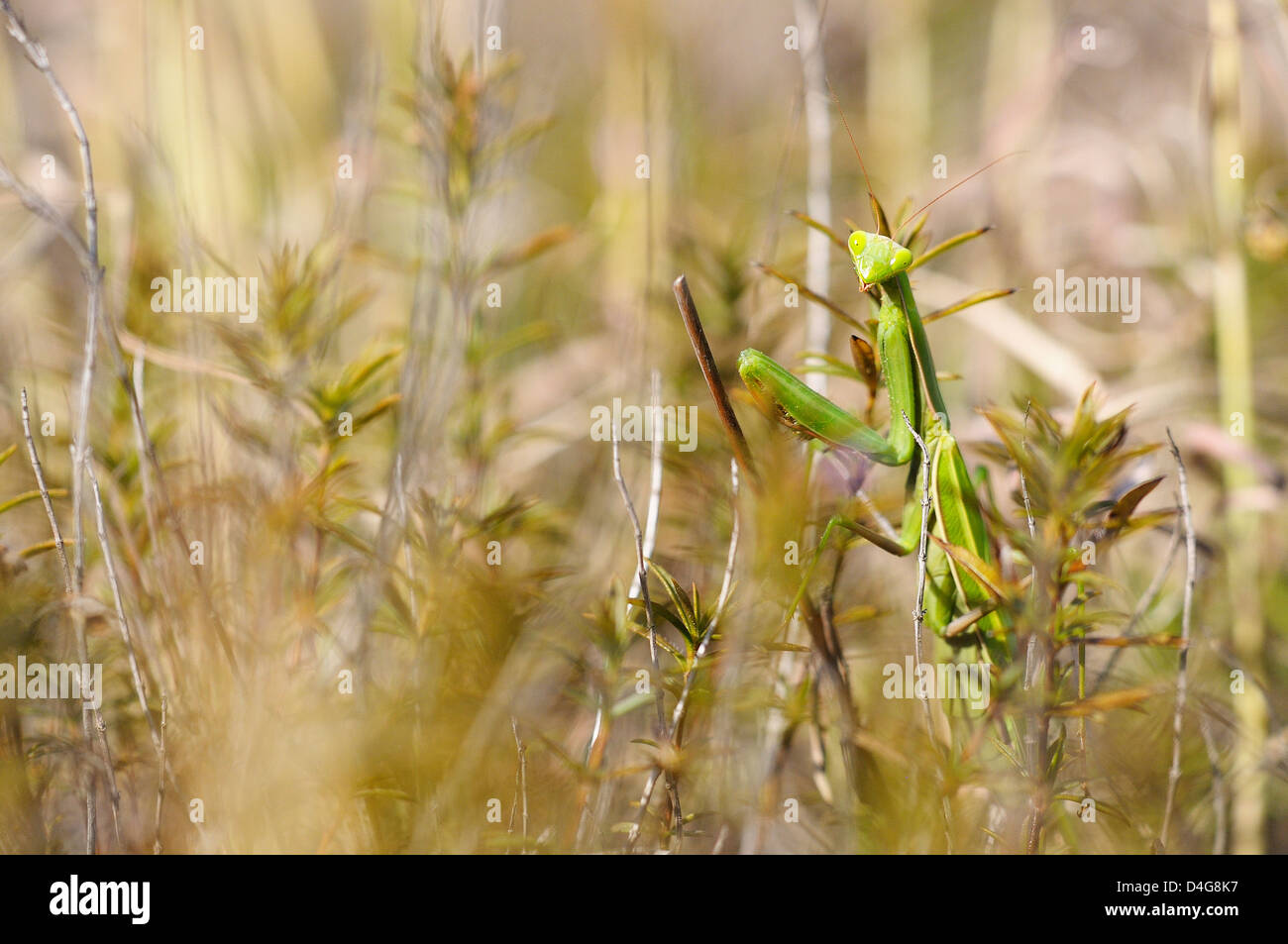 Mantide Religiosa in erba Foto Stock