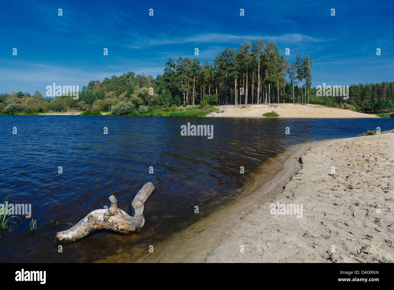 Il lago in legno con la costa sabbiosa ricoperta di alta pini Foto Stock