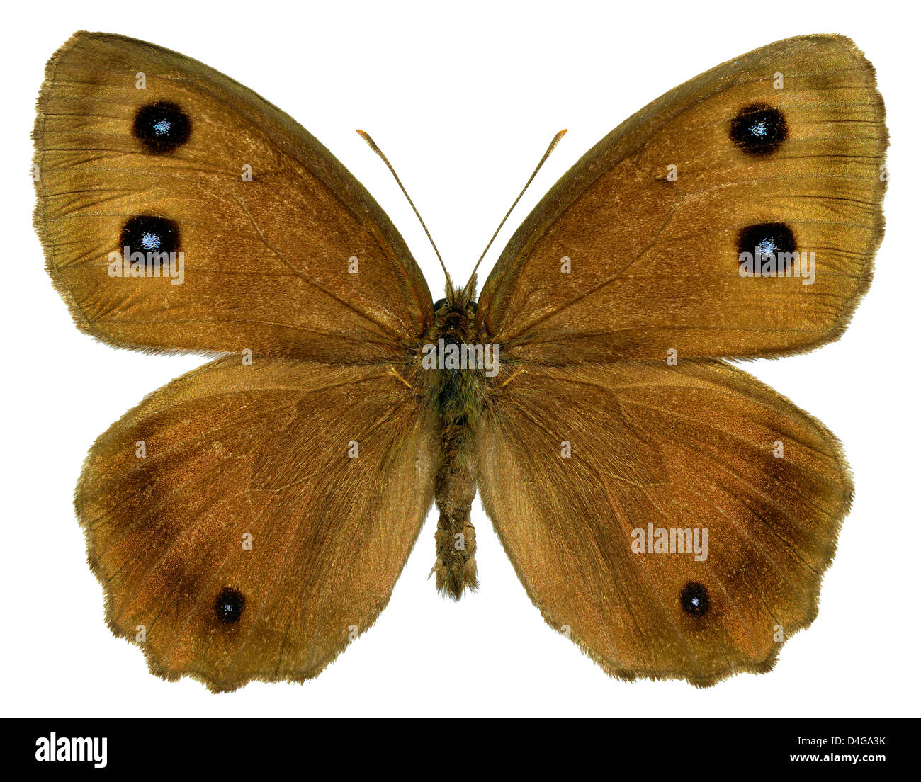 Dryad butterfly (Minois dryas) isolato su sfondo bianco Foto Stock