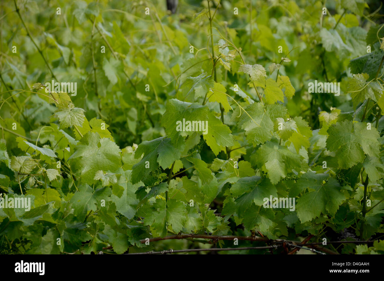 Uva di foglie di vite Foto Stock