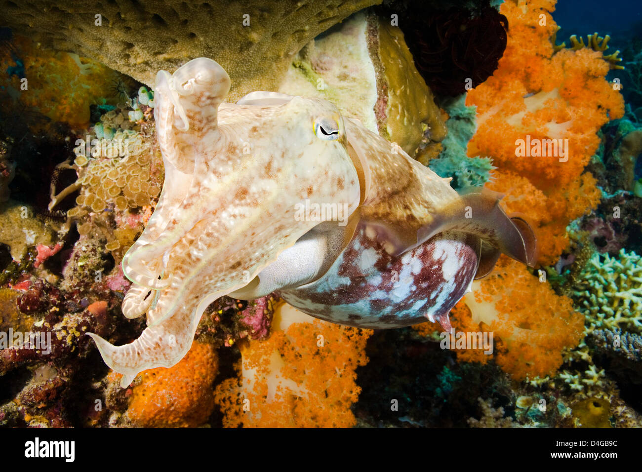 Un broadclub Le Seppie Sepia latimanus, Komodo, Indonesia. Foto Stock