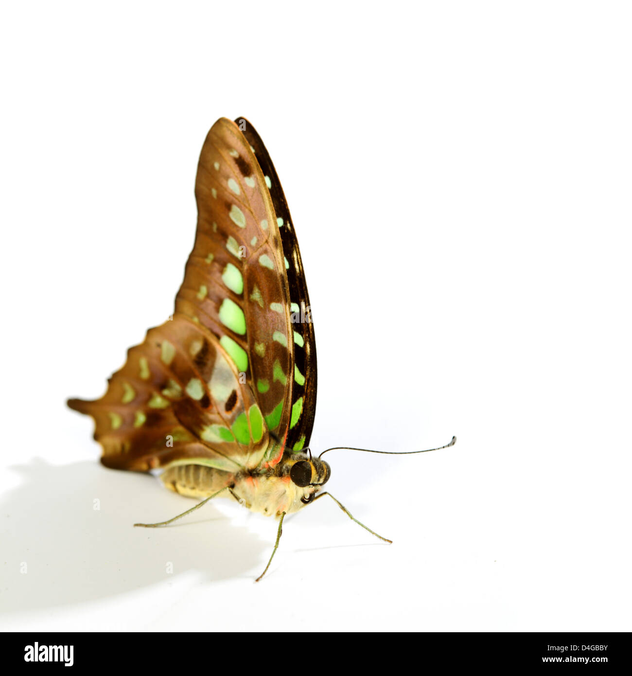 Graphium isolati su sfondo bianco Foto Stock