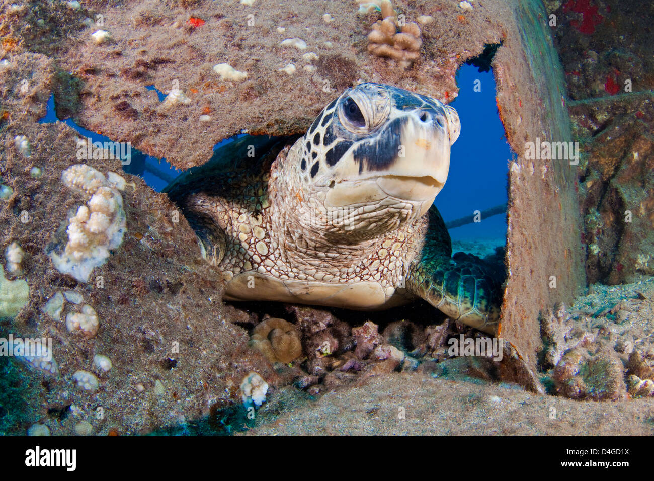 Una tartaruga verde, Chelonia Mydas, prendendo la testa attraverso il lato di un antico naufragio al largo della costa di Maui, Hawaii. Foto Stock