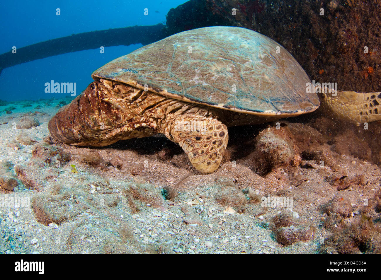 Questa tartaruga verde, Chelonia Mydas, una specie in via di estinzione, ha avuto la sua parte posteriore destra fin amaro lontano da uno squalo tigre. Hawaii. Foto Stock