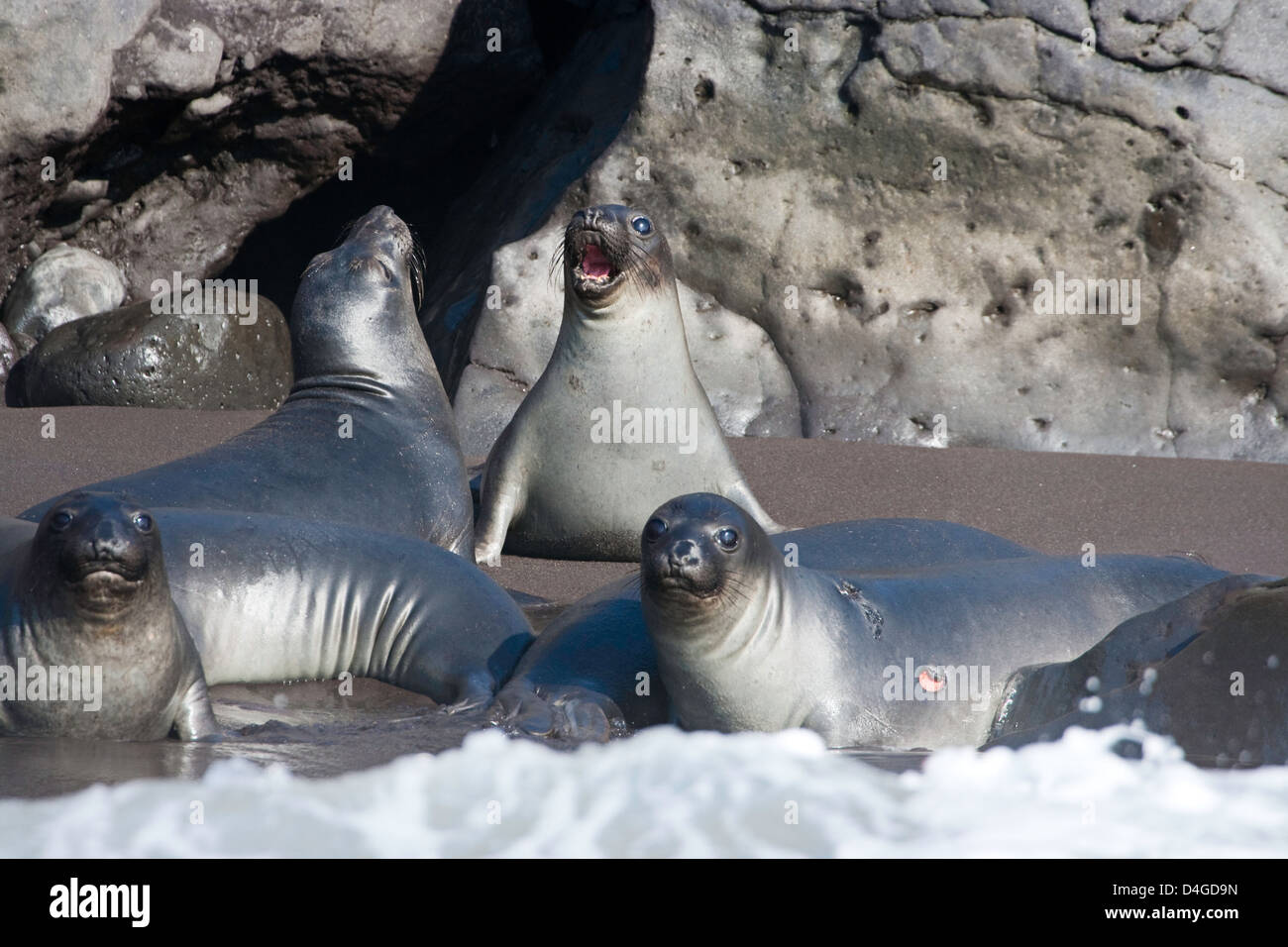 Northern elephant cuccioli di foca, Mirounga angustirostris, Isola di Guadalupe, in Messico, Oceano Pacifico orientale. Foto Stock