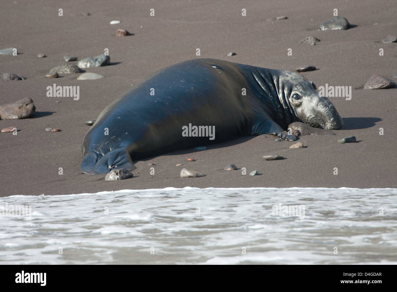 A nord di guarnizione di elefante bull/cucciolo maschio, Mirounga angustirostris, Isola di Guadalupe, in Messico, Oceano Pacifico orientale. Foto Stock