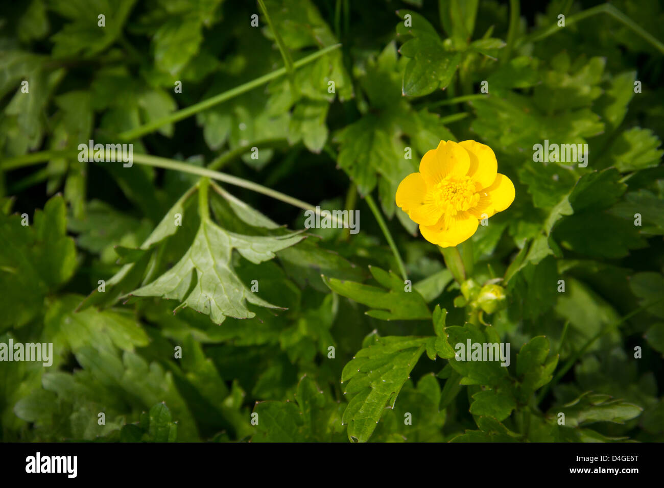 Un bel giallo buttercup in primavera Foto Stock