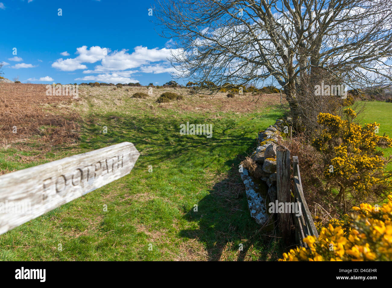 Siepe, Parco Nazionale di Dartmoor, Chagford, Devon, Regno Unito, Europa. Foto Stock