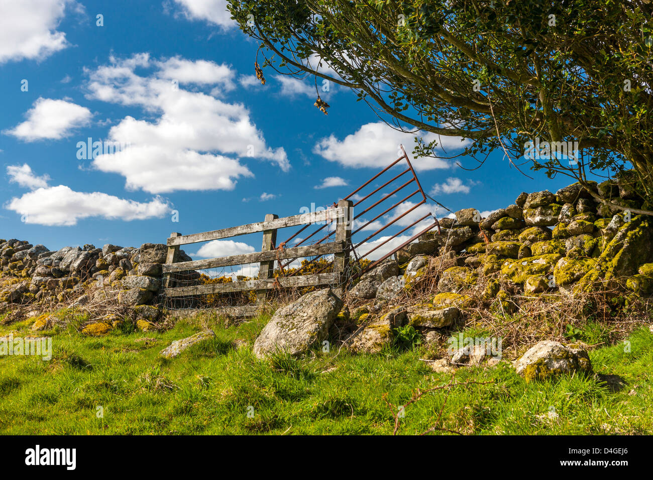 Siepe, Parco Nazionale di Dartmoor, Chagford, Devon, Regno Unito, Europa. Foto Stock