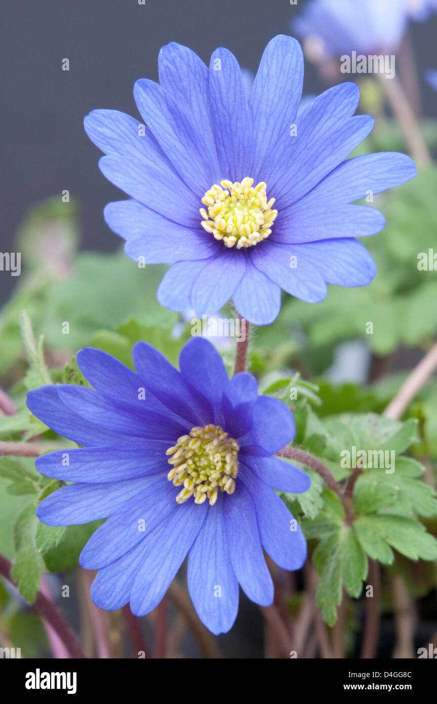 Anemone blanda. Foto Stock