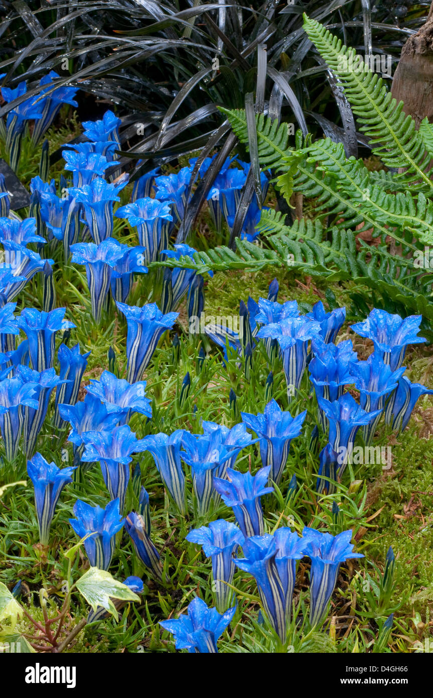 Gentiana sino-ornata. AGM. Foto Stock